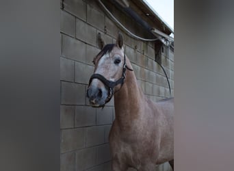 PRE, Semental, 3 años, 160 cm, Tordo