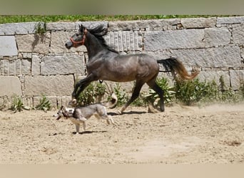 PRE Mestizo, Semental, 3 años, 160 cm, Tordo