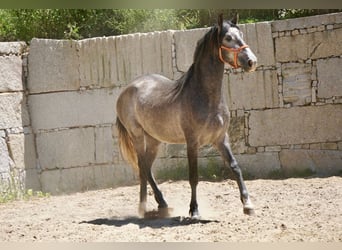 PRE Mestizo, Semental, 3 años, 160 cm, Tordo