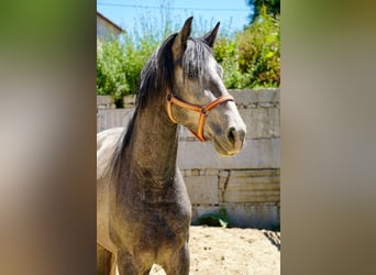 PRE Mestizo, Semental, 3 años, 160 cm, Tordo