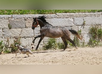 PRE Mestizo, Semental, 3 años, 160 cm, Tordo