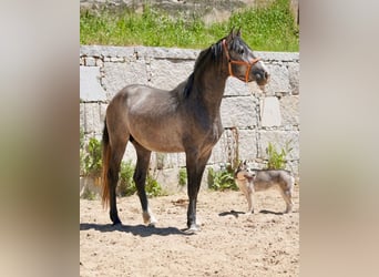 PRE Mestizo, Semental, 3 años, 160 cm, Tordo