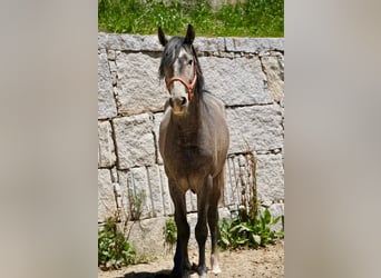 PRE Mestizo, Semental, 3 años, 160 cm, Tordo