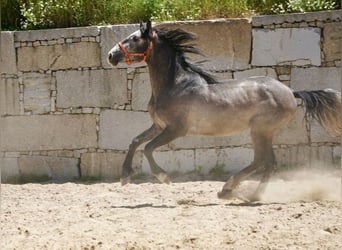 PRE Mestizo, Semental, 3 años, 160 cm, Tordo