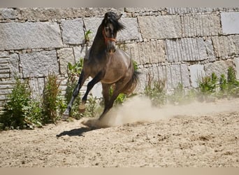 PRE Mestizo, Semental, 3 años, 160 cm, Tordo