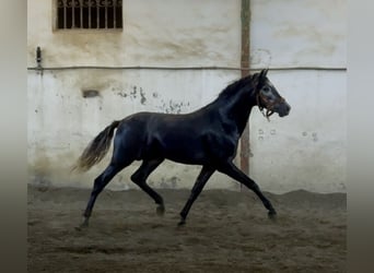 PRE, Semental, 3 años, 160 cm, Tordo rodado