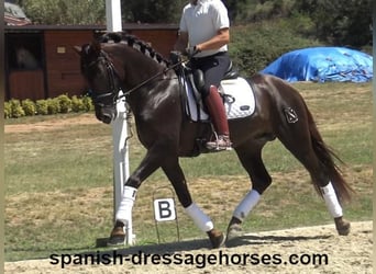 PRE Mestizo, Semental, 3 años, 161 cm, Alazán-tostado