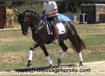 PRE Mestizo, Semental, 3 años, 161 cm, Alazán-tostado