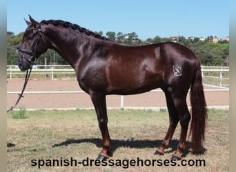 PRE Mestizo, Semental, 3 años, 161 cm, Alazán-tostado