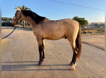 PRE Mestizo, Semental, 3 años, 161 cm, Bayo