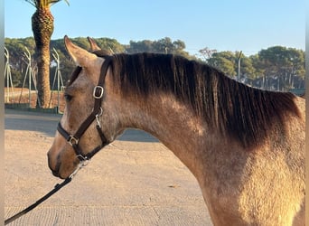 PRE Mestizo, Semental, 3 años, 161 cm, Bayo
