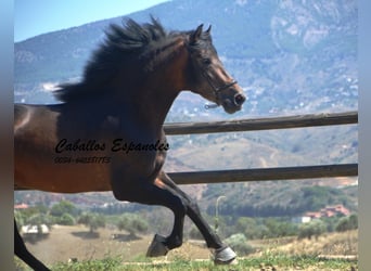 PRE, Semental, 3 años, 161 cm, Castaño oscuro