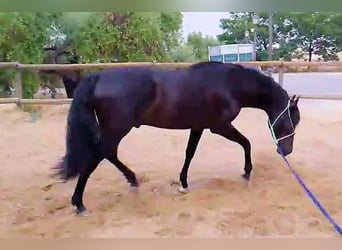 PRE Mestizo, Semental, 3 años, 161 cm, Negro