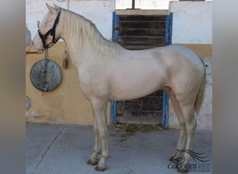 PRE, Semental, 3 años, 161 cm, Perlino