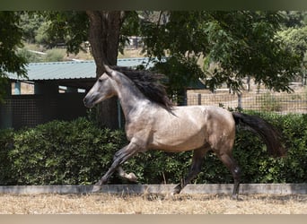 PRE Mestizo, Semental, 3 años, 161 cm, Tordo