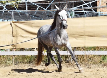 PRE, Semental, 3 años, 161 cm, Tordo