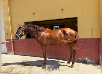 PRE, Semental, 3 años, 162 cm, Alazán rojizo