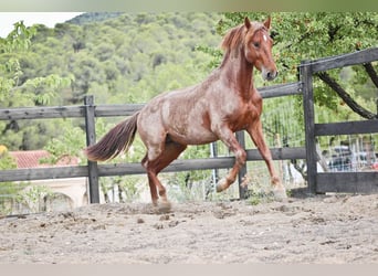 PRE Mestizo, Semental, 3 años, 162 cm, Alazán-tostado