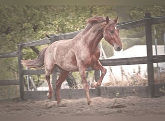 PRE Mestizo, Semental, 3 años, 162 cm, Alazán-tostado