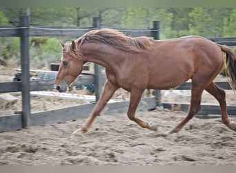 PRE Mestizo, Semental, 3 años, 162 cm, Alazán-tostado