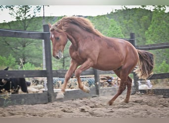 PRE Mestizo, Semental, 3 años, 162 cm, Alazán-tostado