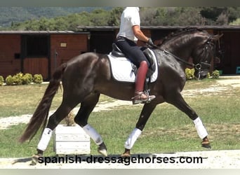 PRE Mestizo, Semental, 3 años, 162 cm, Alazán-tostado