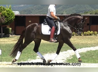 PRE Mestizo, Semental, 3 años, 162 cm, Alazán-tostado