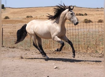 PRE Mestizo, Semental, 3 años, 162 cm, Bayo