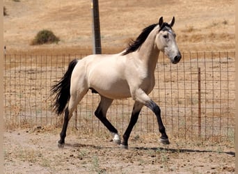 PRE Mestizo, Semental, 3 años, 162 cm, Bayo