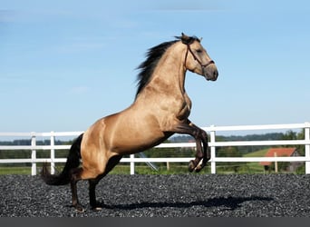 PRE Mestizo, Semental, 3 años, 162 cm, Buckskin/Bayo