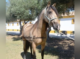 PRE, Semental, 3 años, 162 cm, Buckskin/Bayo