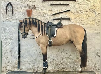 PRE, Semental, 3 años, 162 cm, Buckskin/Bayo