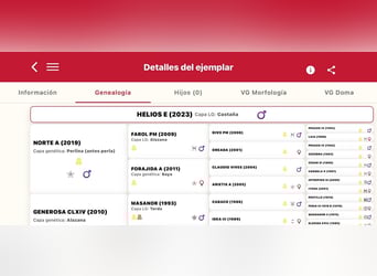 PRE Mestizo, Semental, 3 años, 162 cm, Buckskin/Bayo