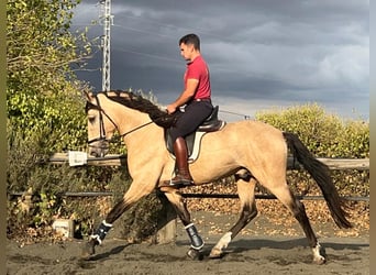 PRE, Semental, 3 años, 162 cm, Buckskin/Bayo