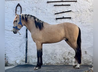 PRE, Semental, 3 años, 162 cm, Buckskin/Bayo