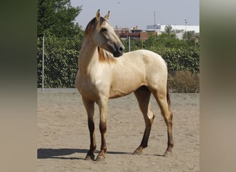 PRE Mestizo, Semental, 3 años, 162 cm, Buckskin/Bayo