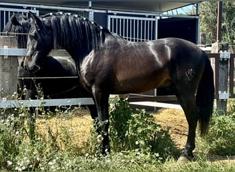 PRE Mestizo, Semental, 3 años, 162 cm