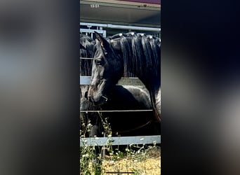 PRE Mestizo, Semental, 3 años, 162 cm