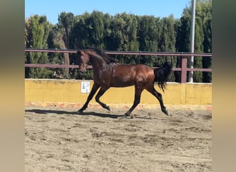 PRE Mestizo, Semental, 3 años, 162 cm, Castaño