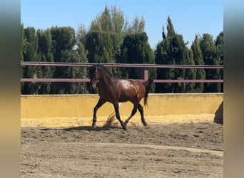 PRE Mestizo, Semental, 3 años, 162 cm, Castaño