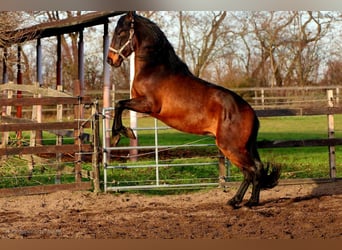 PRE Mestizo, Semental, 3 años, 162 cm, Castaño