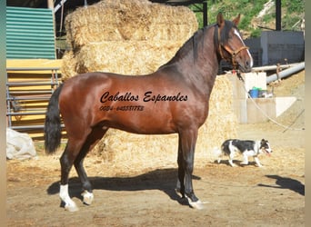 PRE Mestizo, Semental, 3 años, 162 cm, Castaño