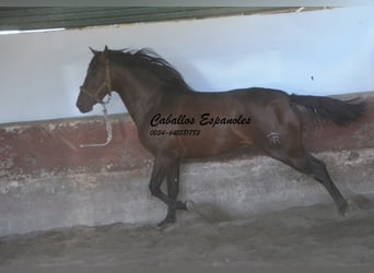 PRE Mestizo, Semental, 3 años, 162 cm, Castaño