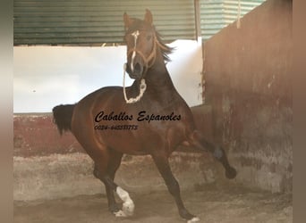 PRE Mestizo, Semental, 3 años, 162 cm, Castaño