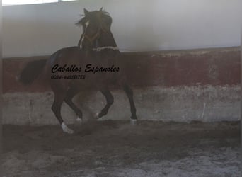 PRE Mestizo, Semental, 3 años, 162 cm, Castaño