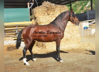 PRE Mestizo, Semental, 3 años, 162 cm, Castaño