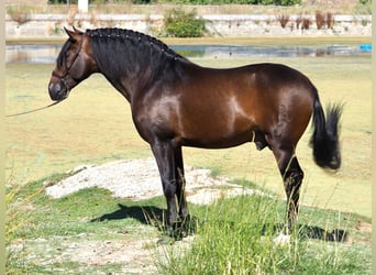 PRE Mestizo, Semental, 3 años, 162 cm, Castaño rojizo