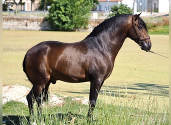 PRE Mestizo, Semental, 3 años, 162 cm, Castaño rojizo