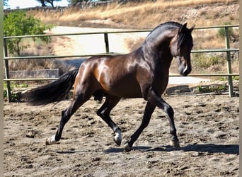 PRE Mestizo, Semental, 3 años, 162 cm, Castaño rojizo