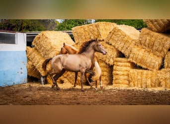 PRE Mestizo, Semental, 3 años, 162 cm, Champán